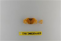 藏品(細足澤蟹)的圖片